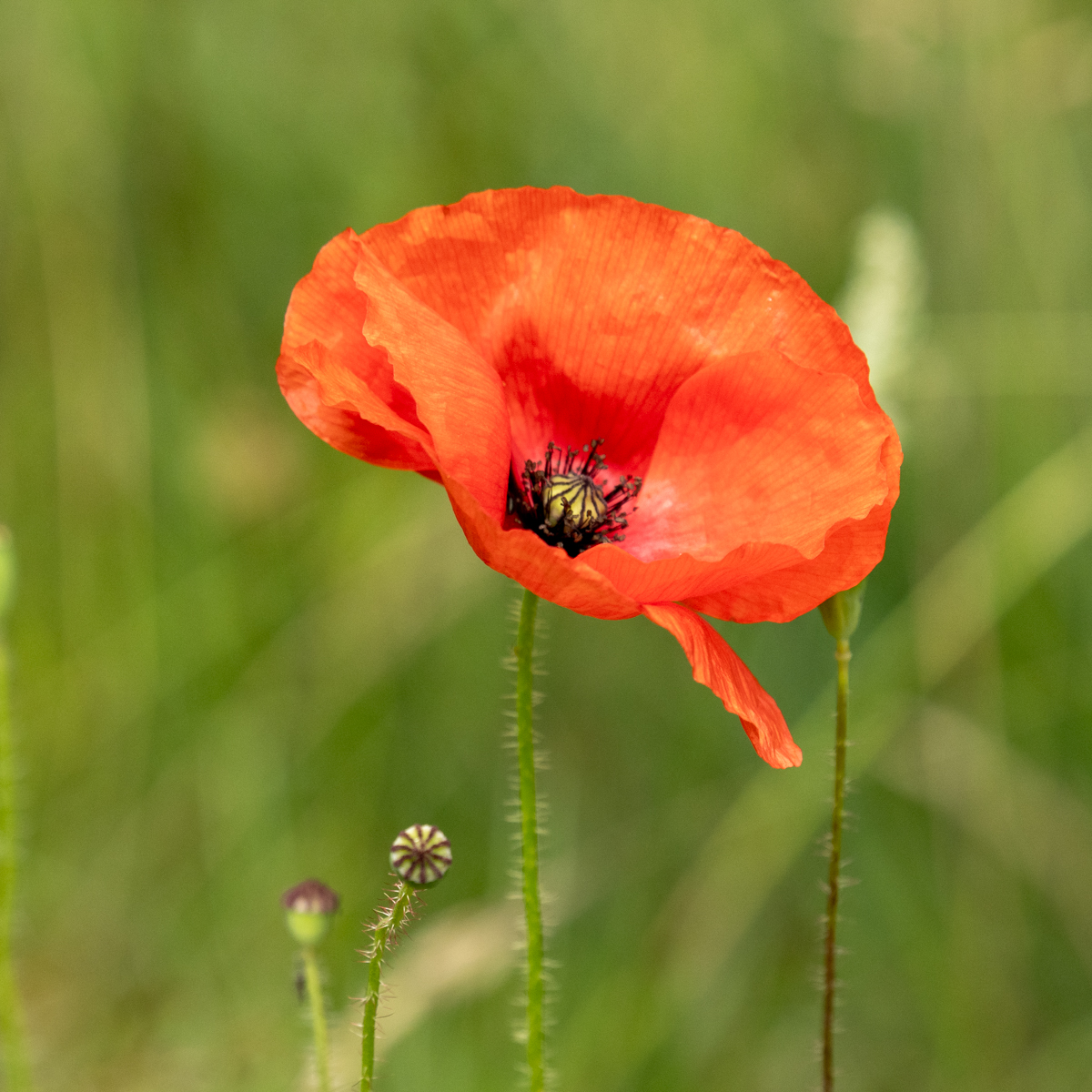 Photography by Chris Allington